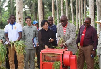 畝產(chǎn)593公斤，創(chuàng)造赤幾人工水稻種植新紀錄