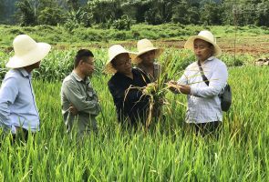 江西省農(nóng)科院專家到示范農(nóng)場現(xiàn)場技術指導