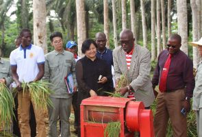 示范農(nóng)場水稻開鐮測產(chǎn) 結束該國不產(chǎn)水稻的歷史