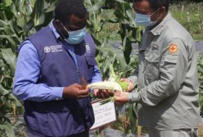 聯(lián)合國糧農(nóng)組織赤幾大陸地區(qū)負責人到 援赤道幾內(nèi)亞示范農(nóng)場參觀